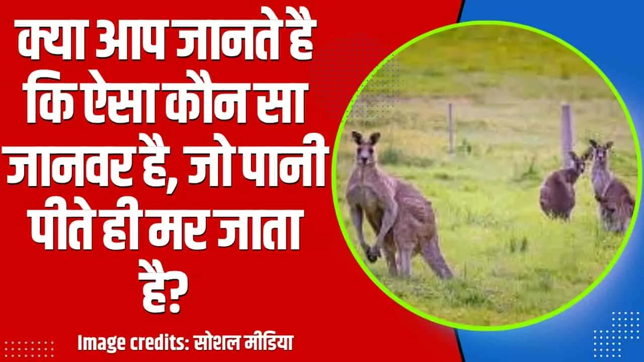 General Knowledge Tricky Questions || क्या आप जानते है कि ऐसा कौन सा जानवर है, जो पानी पीते ही मर जाता है?