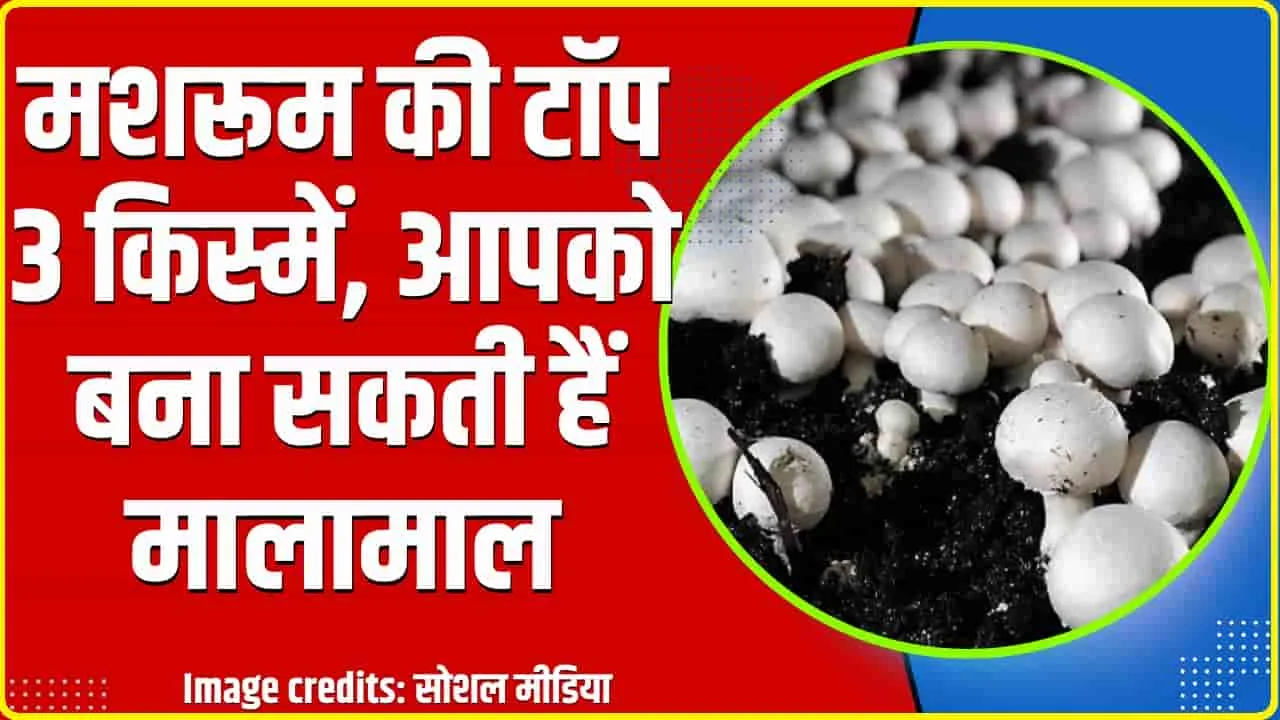 Mushroom Variety || मशरूम की टॉप 3 किस्में, मालामाल कर देंगे ये महंगे मशरूम