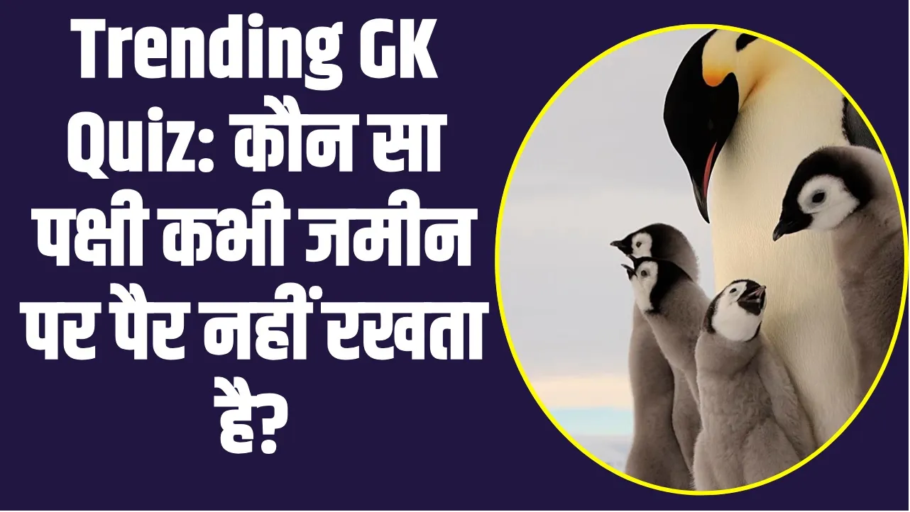   GK Quiz Today Current Affairs : कौन सा पक्षी कभी जमीन पर पैर नहीं रखता है?