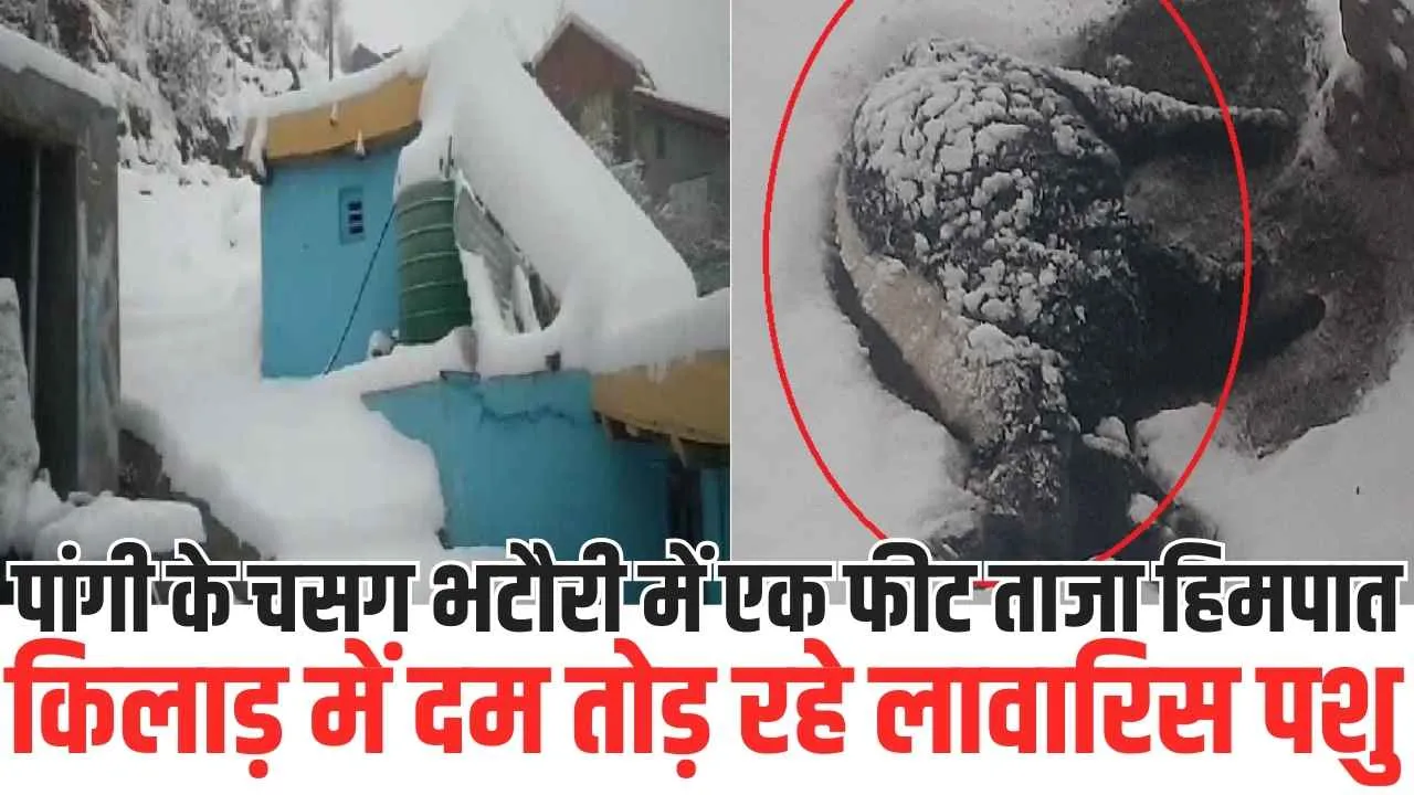 Snowfall in Pangi: पांगी के चसग भटौरी में एक फीट ताजा हिमपात, किलाड़ में दम तोड़ रहे लावारिस पशु