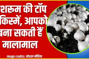 Mushroom Variety || मशरूम की टॉप 3 किस्में, मालामाल कर देंगे ये महंगे मशरूम