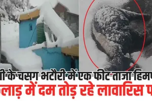 Snowfall in Pangi: पांगी के चसग भटौरी में एक फीट ताजा हिमपात, किलाड़ में दम तोड़ रहे लावारिस पशु